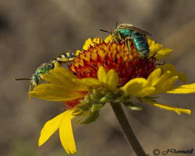 Sweat Bees