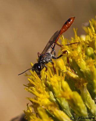 Thread-waisted Wasp