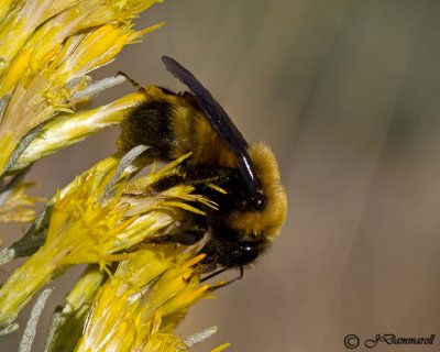 Bumble Bee