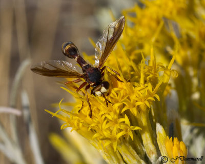 Physocephala