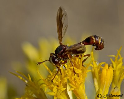 Pysocephala