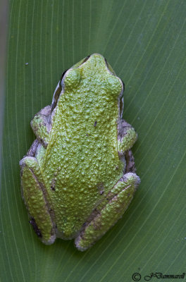 Tree Frog