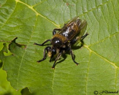 Robber Fly