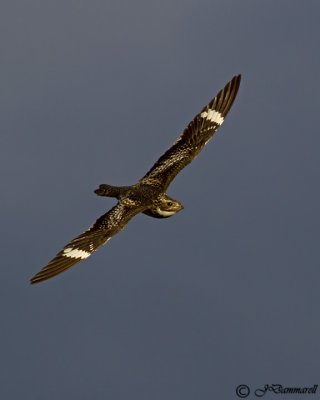 Common Nighthawk