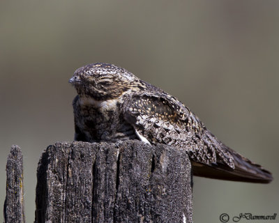 Common Nighthawk