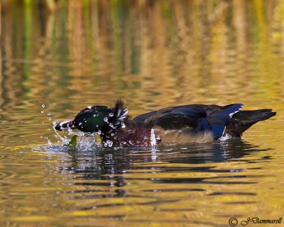 Wood Duck