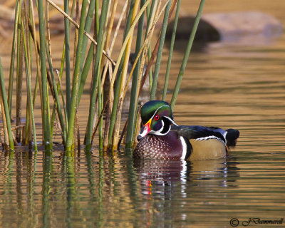 Wood Duck