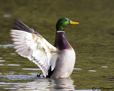 Mallard