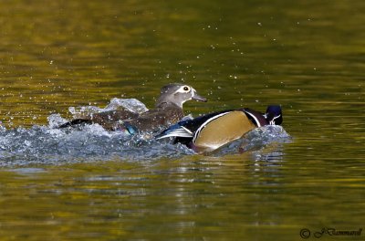 Wood Duck