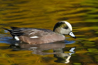 American Wigeon