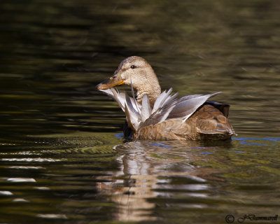 Mallard