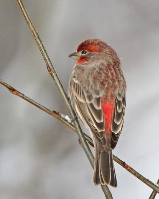 House Finch (male)