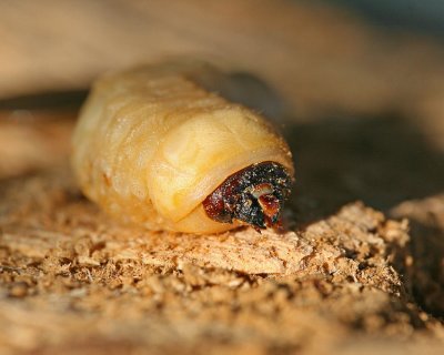 Ponderous Borer (larvae)