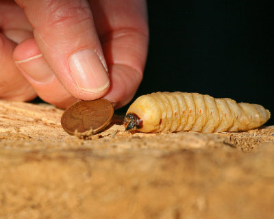 Ponderous Borer (larvae)