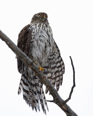 Cooper's Hawk (immature) Rag-a-Muffin