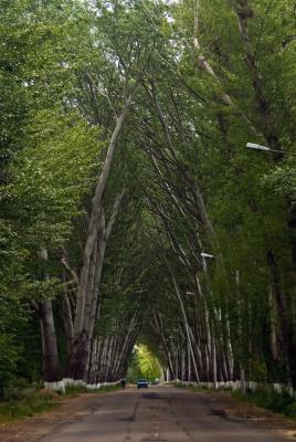 Tree lined highways.....