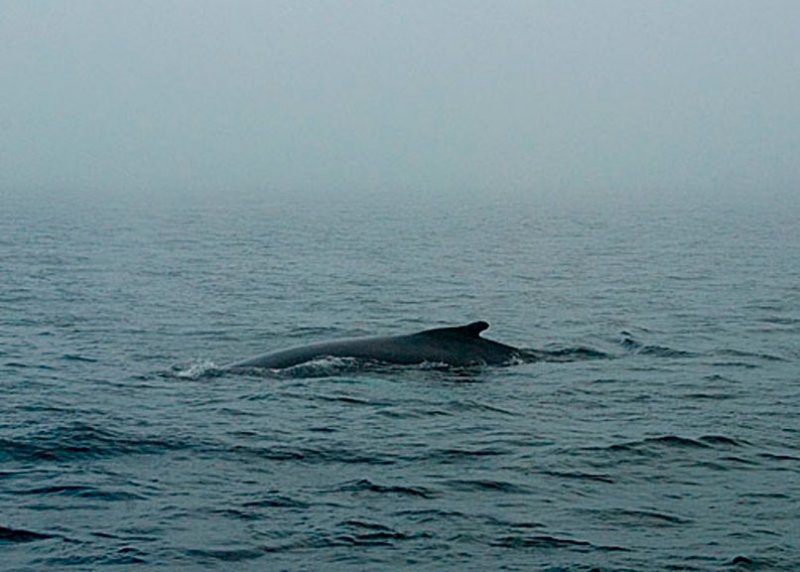 Humpback Whale DSC_12758-1a-Web8x10.jpg