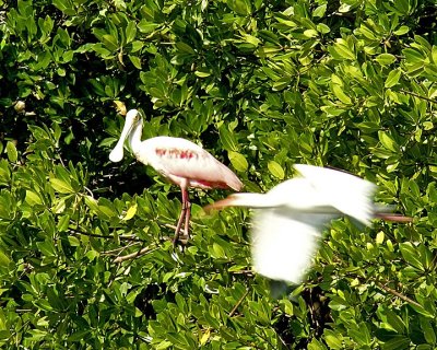 Roseate Spoonbill and White Ibis DSCN4469-Web8x10.jpg