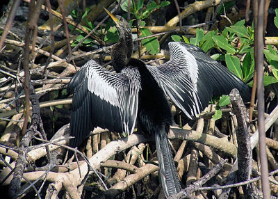 Anhinga