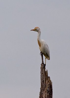 Bitterns, Herons, Egrets, Ibises, Wood Stork, Spoonbill