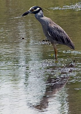 Yellow-crowned Night-Heron DSC_12002-Web5x7.jpg