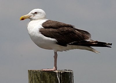 Jaegers, Gulls, Terns, Auks