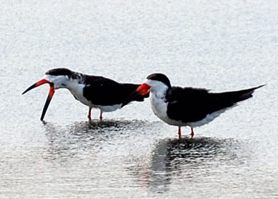 Black Skimmer DSC_12491-Web5x7.jpg