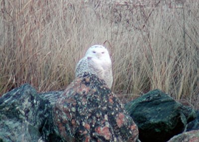 Snowy Owl DSCN0079-Web5x7.jpg