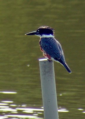 Kingfishers, Woodpeckers, Flycatchers