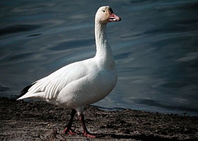 Snow Goose DSCN1238-Web5x7.jpg