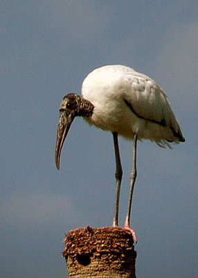 Wood Stork DSCN3261-Web5x7.jpg