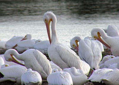 American White Pelican