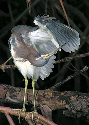 Tricolored Heron DSCN4253-Web5x7.jpg