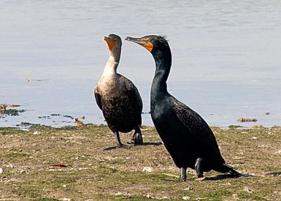 Double-crested Cormorant