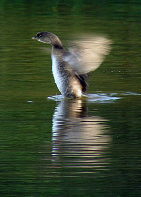 Pied-billed Grebe DSCN4065-Web5x7.jpg