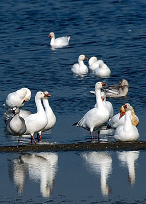 Snow Goose DSC_16156-Web5x7.jpg