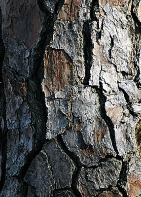 Loblolly Pine DSC_16227-Web5x7.jpg