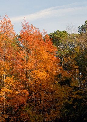 November foliage DSC_16526-Web5x7.jpg