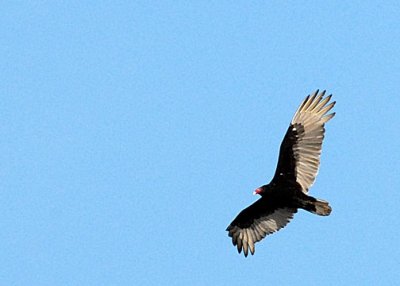 Turkey Vulture DSC_16531-Web5x7.jpg
