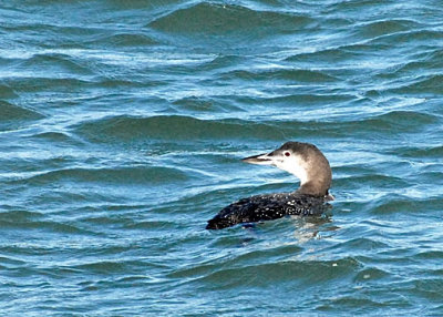 Common Loon DSC_16392-Web5x7.jpg