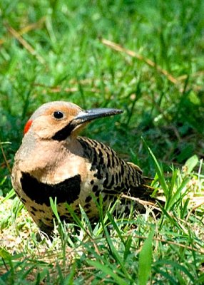 Northern Flicker DSC_12195-Web5x7.jpg