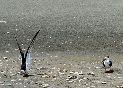 Black Skimmer DSC_12200-Web5x7.jpg