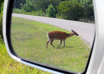 Sika Deer DSC_12256-Web5x7.jpg