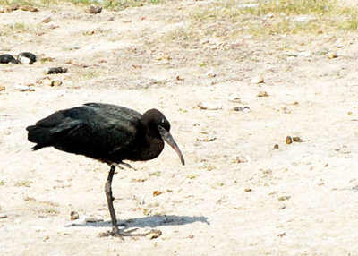 Glossy Ibis DSC_12266-Web5x7.jpg