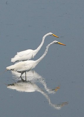 Great Egret DSC_12309-Web5x7.jpg