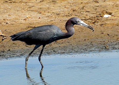 Little Blue Heron DSC_12359-Web5x7.jpg