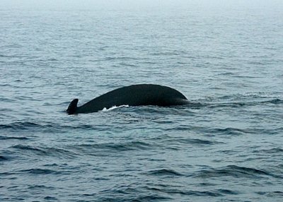 Humpback Whale DSC_12761-4-Web5x7.jpg