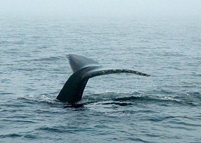 Humpback Whale DSC_12764-7-Web5x7.jpg