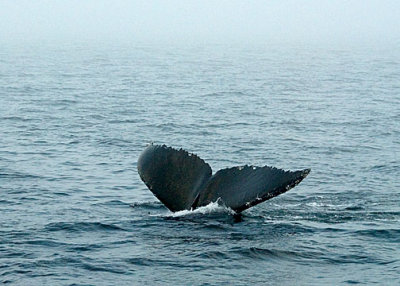 Humpback Whale DSC_12766-9-Web5x7.jpg