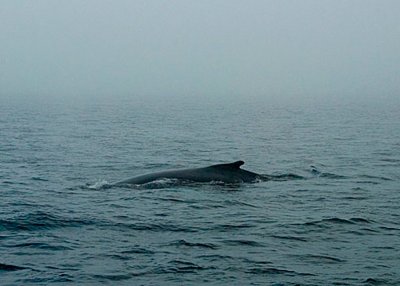 Whales at Larger Size